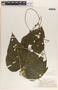 Tragia bailloniana image