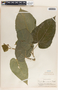 Tragia bailloniana image