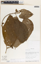 Tragia bailloniana image