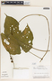 Tragia bailloniana image
