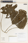 Tragia bailloniana image