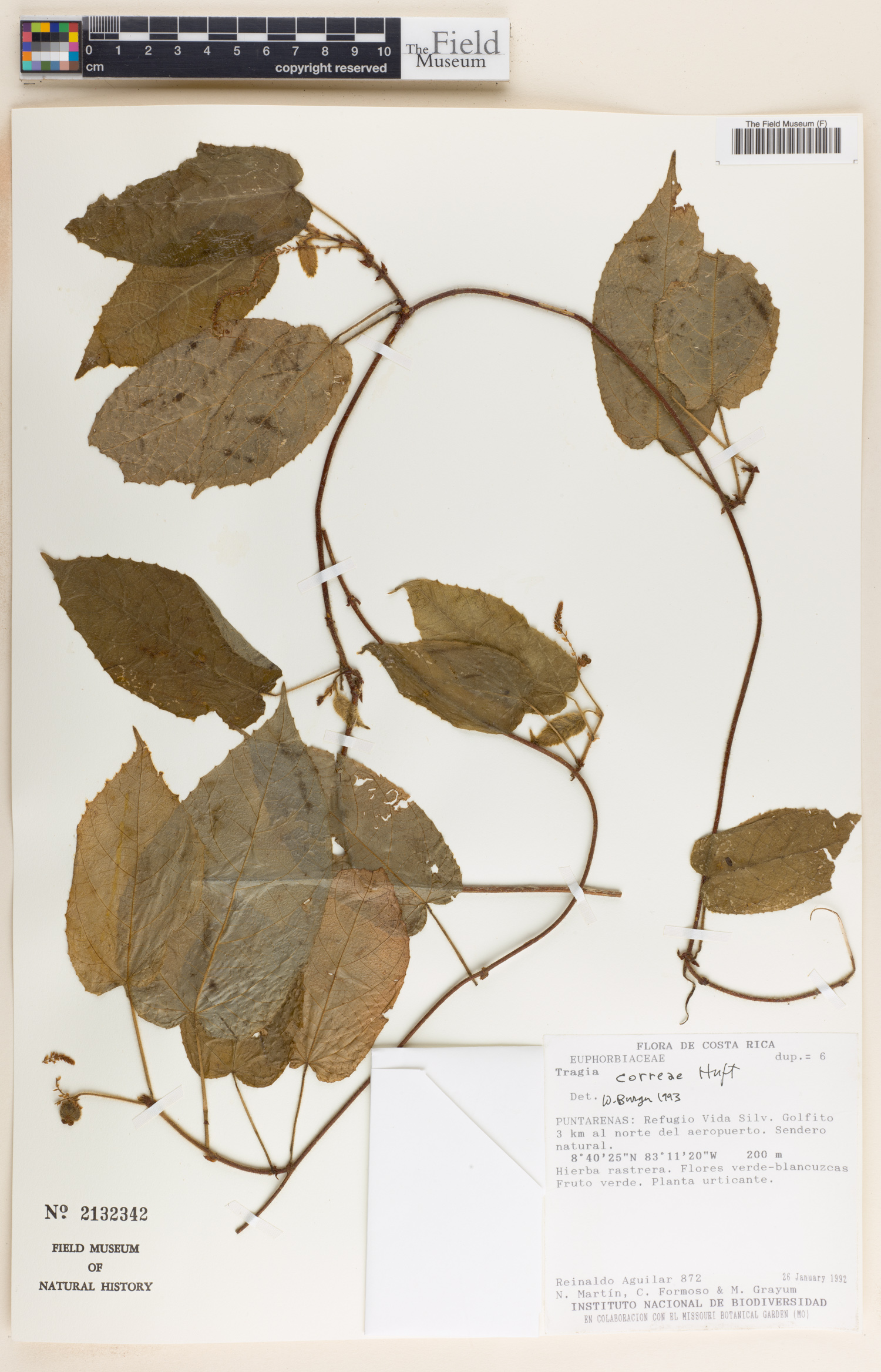 Tragia correae image