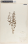 Tragia urticifolia image