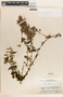 Tragia volubilis image