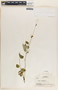 Tragia volubilis image