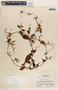 Tragia volubilis image