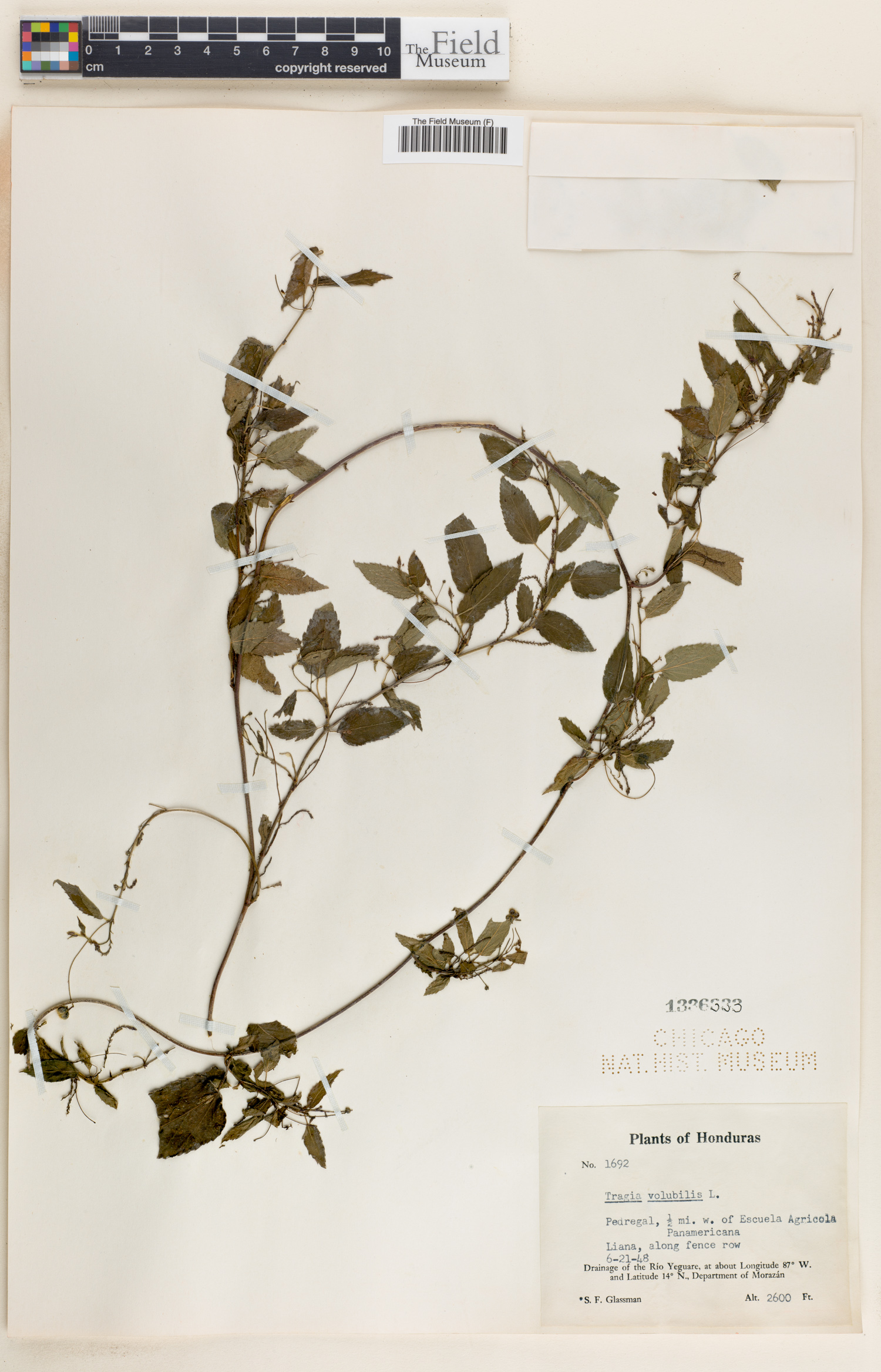 Tragia volubilis image