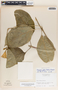 Echites speciosissimus image