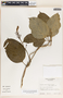 Echites speciosissimus image