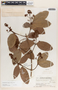 Forsteronia acouci image