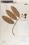 Forsteronia acouci image