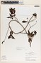 Forsteronia myriantha image