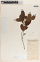 Forsteronia myriantha image