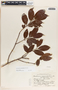 Forsteronia myriantha image