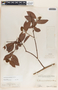 Forsteronia myriantha image