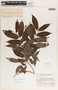 Forsteronia myriantha image