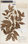 Forsteronia myriantha image