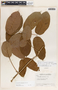 Forsteronia myriantha image