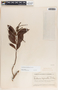 Forsteronia myriantha image