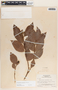 Forsteronia myriantha image