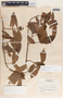 Forsteronia myriantha image