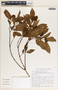 Forsteronia myriantha image