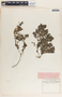 Tragia urens image
