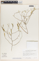 Phyllanthus warnockii image