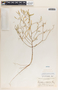 Phyllanthus warnockii image