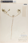 Phyllanthus warnockii image