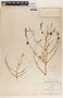 Phyllanthus warnockii image