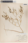 Phyllanthus warnockii image