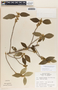 Bernardia dichotoma image