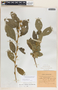 Bernardia dichotoma image