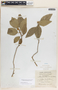 Bernardia dichotoma image