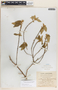 Bernardia dichotoma image