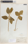 Bernardia dichotoma image