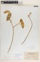 Bernardia dichotoma image