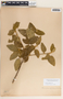 Bernardia dichotoma image