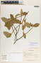 Bernardia dichotoma image