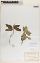 Bernardia dichotoma image
