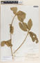 Bernardia dichotoma image
