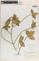 Bernardia dichotoma image