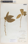 Bernardia dichotoma image