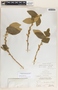 Bernardia dichotoma image