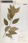 Bernardia dichotoma image