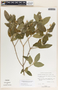Bernardia dichotoma image
