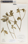 Bernardia dichotoma image