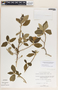 Bernardia dichotoma image