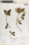 Bernardia dichotoma image